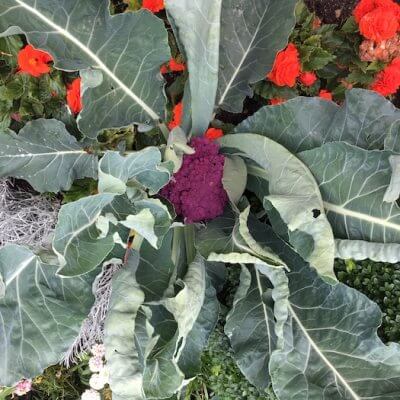 Barocke Gartenkunst: Gemüse – hier Brokkoli – wird mit Blumen kombiniert. Foto: Ulrike Ziegler