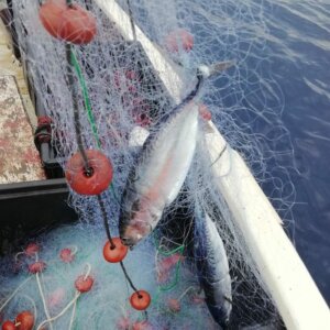 Fische im Netz. Foto: Privat
